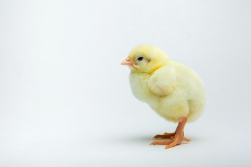 yellow chick close up on a white background