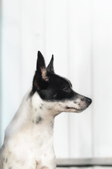 Stylish and minimalistic photo of a dog in profile, portrait of a basenji on a simple background