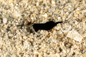 The most beautiful underwater snails of the Indian and Pacific Ocean