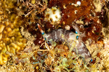 The most beautiful underwater snails of the Indian and Pacific Ocean