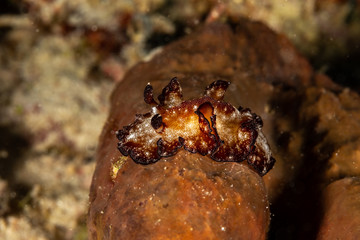 The most beautiful underwater snails of the Indian and Pacific Ocean