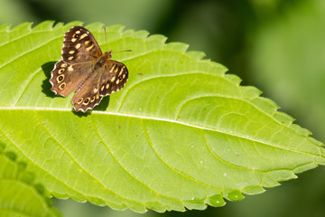 A speckled wood butterfly sitting on the edge of a himalayan balsam leaf