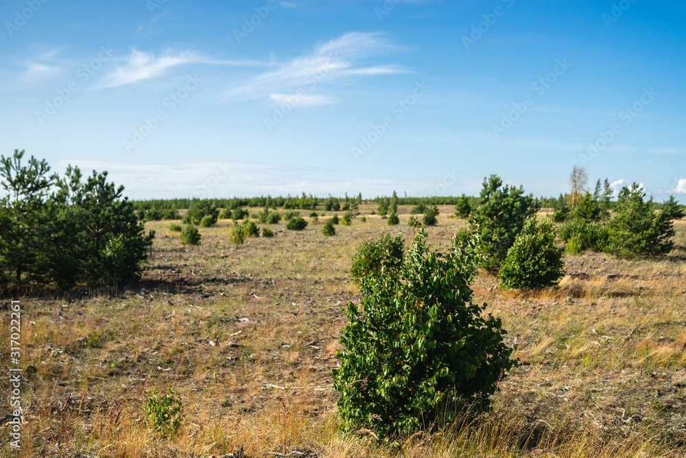 Sticker Valley covered in grass and bushes under sunlight with a blurry background