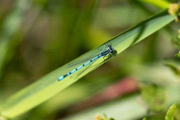A damselfly sitting on a leaf against a soft focus background