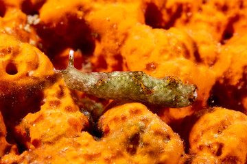 The most beautiful underwater snails of the Indian and Pacific Ocean