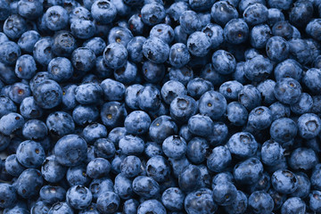 Fresh blueberry background. Texture blueberry berries close up.