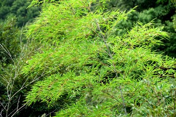 Fototapeta premium 青々とした笹