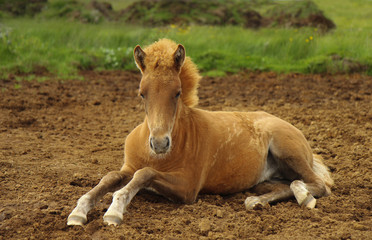 Icelandic foal 
