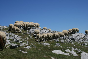 Fototapeta premium pasture