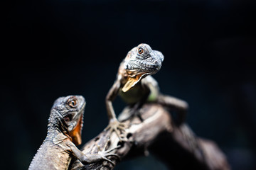 Lizard families together couple tree is looking to the future cute dof sharp focus space for text macro reptile jungle aquarium home pet