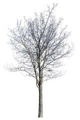 bare small winter isolated dense maple