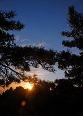 Huangshan Mountain in Anhui Province, China. Sunrise over Huangshan viewed through pine trees in silhouette. Portrait orientation with lens flare. Sunrise near the summit of Huangshan Mountain, China