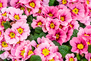  Beautiful multi-colored primroses in a summer garden. Bright pink primrose close-up on a floral spring background. - obrazy, fototapety, plakaty
