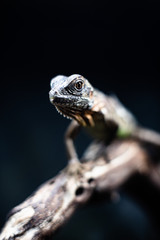 Green lizard long tail standing on a piece of wood dof sharp focus space for text macro reptile jungle aquarium home pet