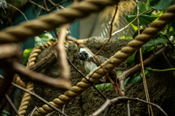 Cotton-top tamarin