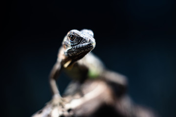 Green lizard long tail standing on a piece of wood dof sharp focus space for text macro reptile jungle aquarium home pet