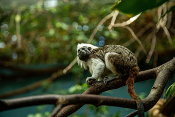 Cotton-top tamarin