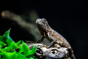 Green lizard long tail standing on a piece of wood dof sharp focus space for text macro reptile jungle aquarium home pet