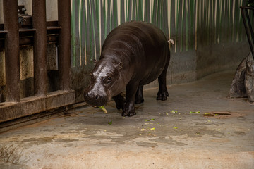 Pygmy hippopotamus or Choeropsis liberiensis