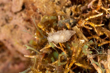 The most beautiful underwater snails of the Indian and Pacific Ocean