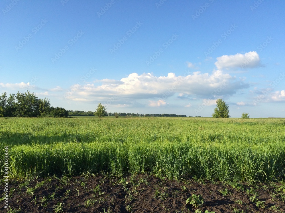 Wall mural landscape with green field and blue sky