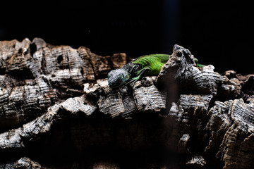 Green lizard long tail standing on a piece of wood dof sharp focus space for text macro reptile...