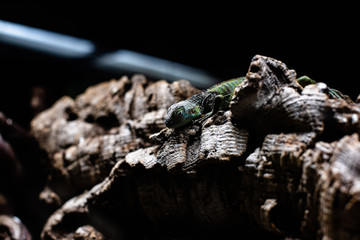 Green lizard long tail standing on a piece of wood dof sharp focus space for text macro reptile jungle aquarium home pet