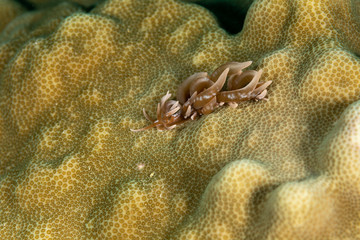 The most beautiful underwater snails of the Indian and Pacific Ocean