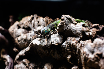 Green lizard long tail standing on a piece of wood dof sharp focus space for text macro reptile...