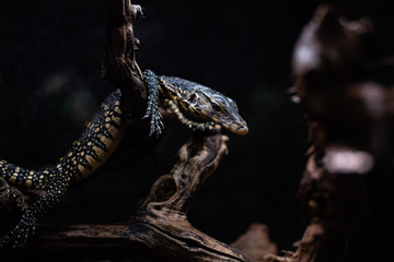 portrait of live monitor lizard varan dof sharp focus space for text macro reptile jungle aquarium home pet