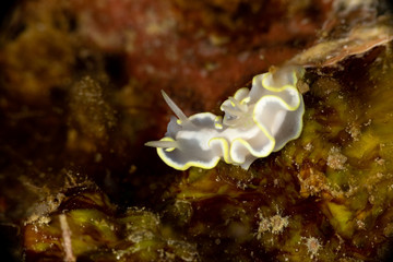 The most beautiful underwater snails of the Indian and Pacific Ocean