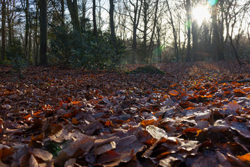  Wet brown fallen leaves in autumn
