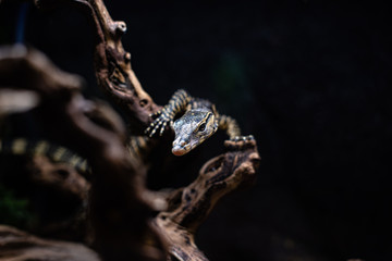 portrait of live monitor lizard varan dof sharp focus space for text macro reptile jungle aquarium home pet