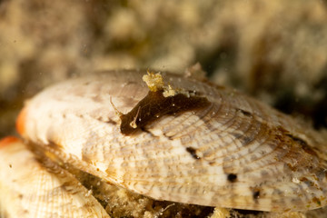The most beautiful underwater snails of the Indian and Pacific Ocean