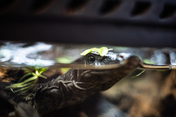 portrait of live monitor lizard varan dof sharp focus space for text macro reptile jungle aquarium home pet