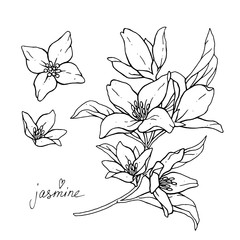 Jasmine flowers are isolated on a white background. Branch with buds and leaves vector illustration hand work. Drawing black pen. - 317024046