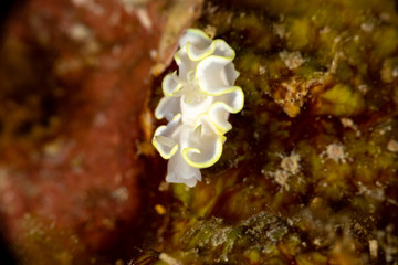 The most beautiful underwater snails of the Indian and Pacific Ocean