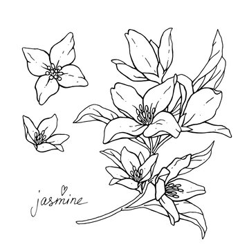 Jasmine flowers are isolated on a white background. Branch with buds and leaves vector illustration hand work. Drawing black pen.