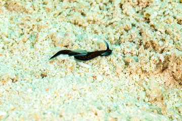 Obraz na płótnie Canvas The most beautiful underwater snails of the Indian and Pacific Ocean