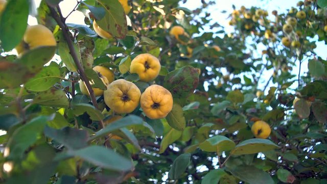 Quince on the tree with green leaf. Autumn season.