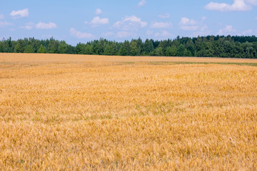 Field of Golden wheat under the blue sky