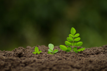 Growth vegetable and financing concept. Green plant growing on soil with green bokeh background