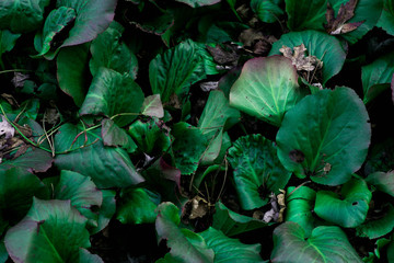 Green Garden Leaves Nature