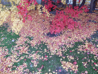 紅葉、カラフルな落ち葉の絨毯