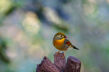 Red-billed Leiothrix (Formal Name: Leiothrix lutea) in Tai Po Kau Nature Trail, Hong Kong.