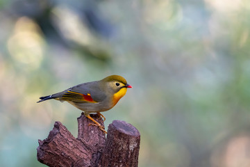 Red-billed Leiothrix (Formal Name: Leiothrix lutea) in Tai Po Kau Nature Trail, Hong Kong.