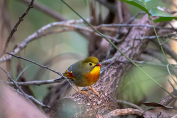 Red-billed Leiothrix (Formal Name: Leiothrix lutea) in Tai Po Kau Nature Trail, Hong Kong.