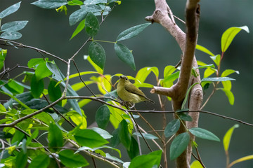 Fork-tailed Sunbird in Tai Po Kau Nature Trail, Hong Kong (Formal Name: Aethopyga christinae), Female