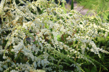 astilbe flower is white. fluffy plant on a dark green background. textured pattern, selective focus