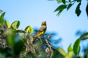 Scarlet Minivet in Tai Po Kau Nature Trail, Hong Kong (Formal Name: Pericrocotus flammeus), Female